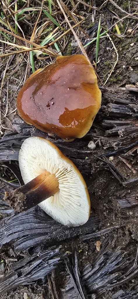 Enoki cultivé (Flammulina filiformis)