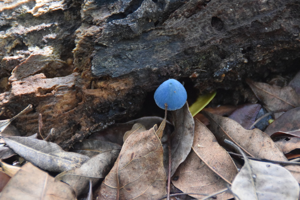 Entoloma virescens (Entoloma virescens)
