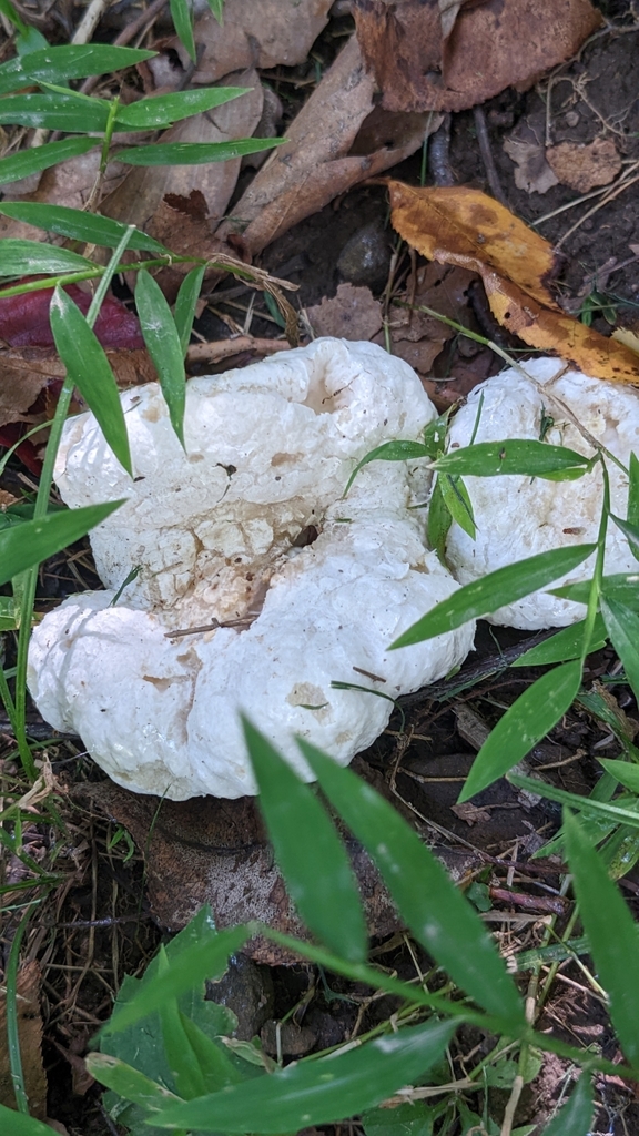 Entolome abortif (Entoloma abortivum)