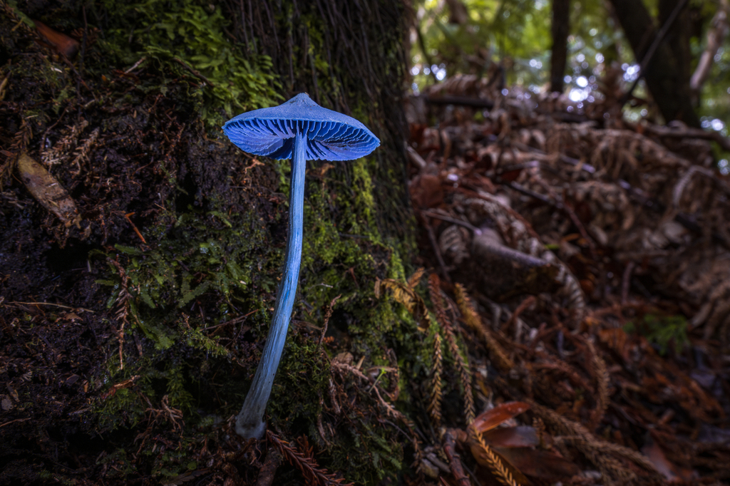 Entolome bleu de Nouvelle-Zélande (Entoloma hochstetteri)