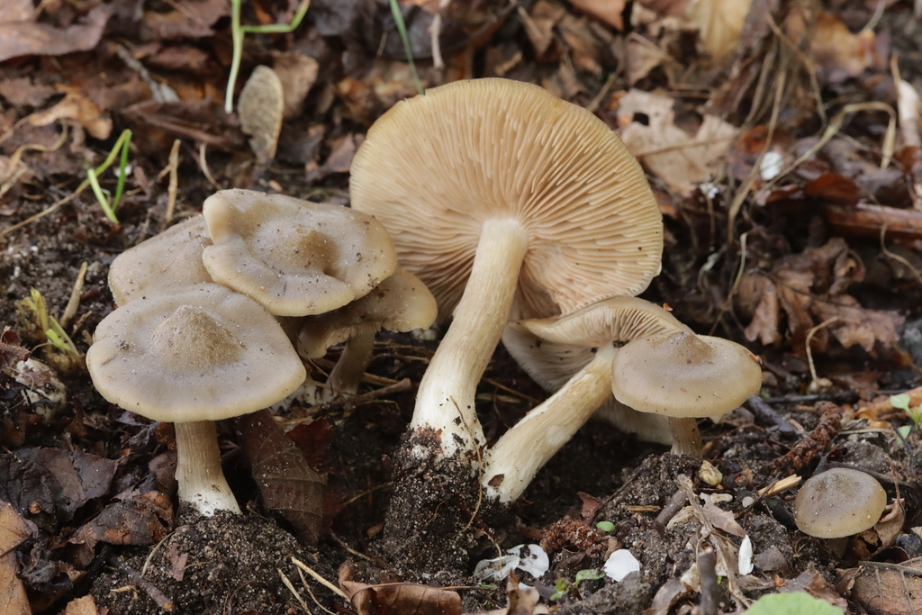 Entolome en bouclier (Entoloma clypeatum)