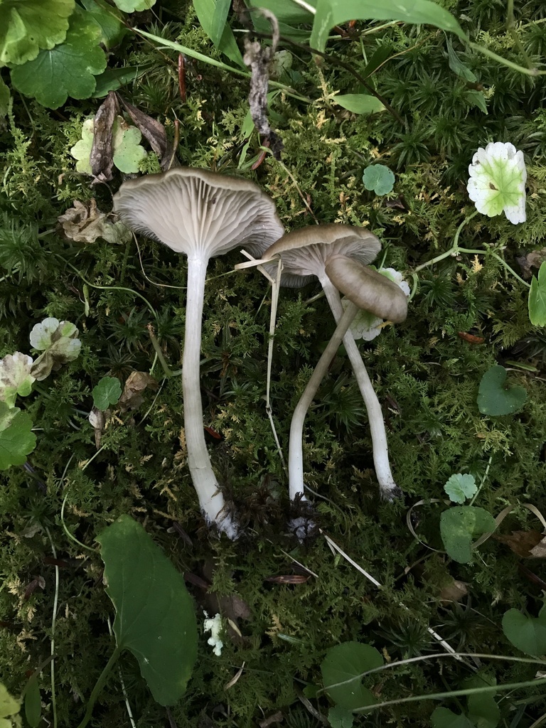 Entolome gris-rose (Entoloma rhodopolium)