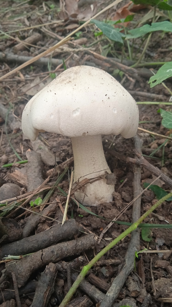 Entolome livide (Entoloma sinuatum)