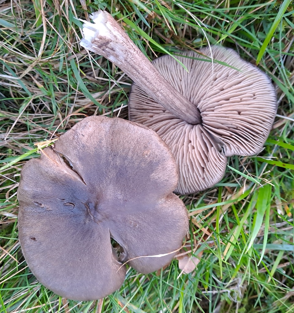 Entolome pourpre (Entoloma porphyrophaeum)