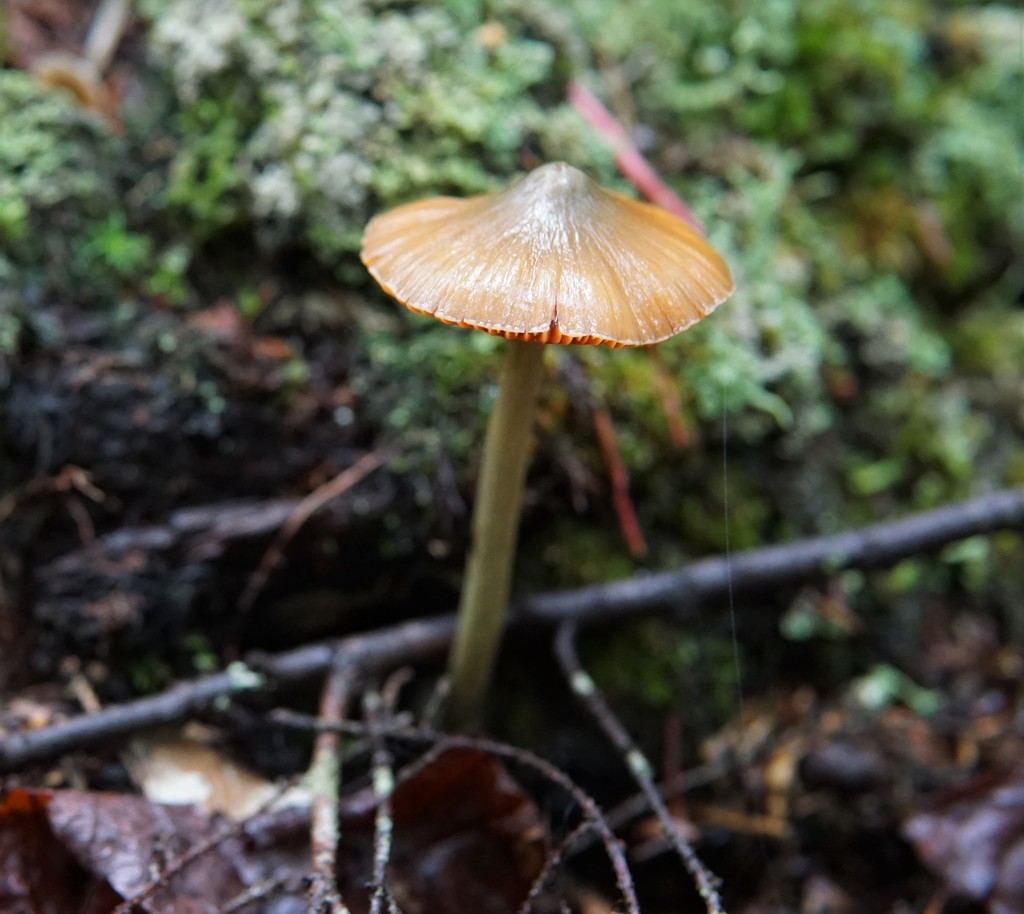 Entolome saumon (Entoloma quadratum)