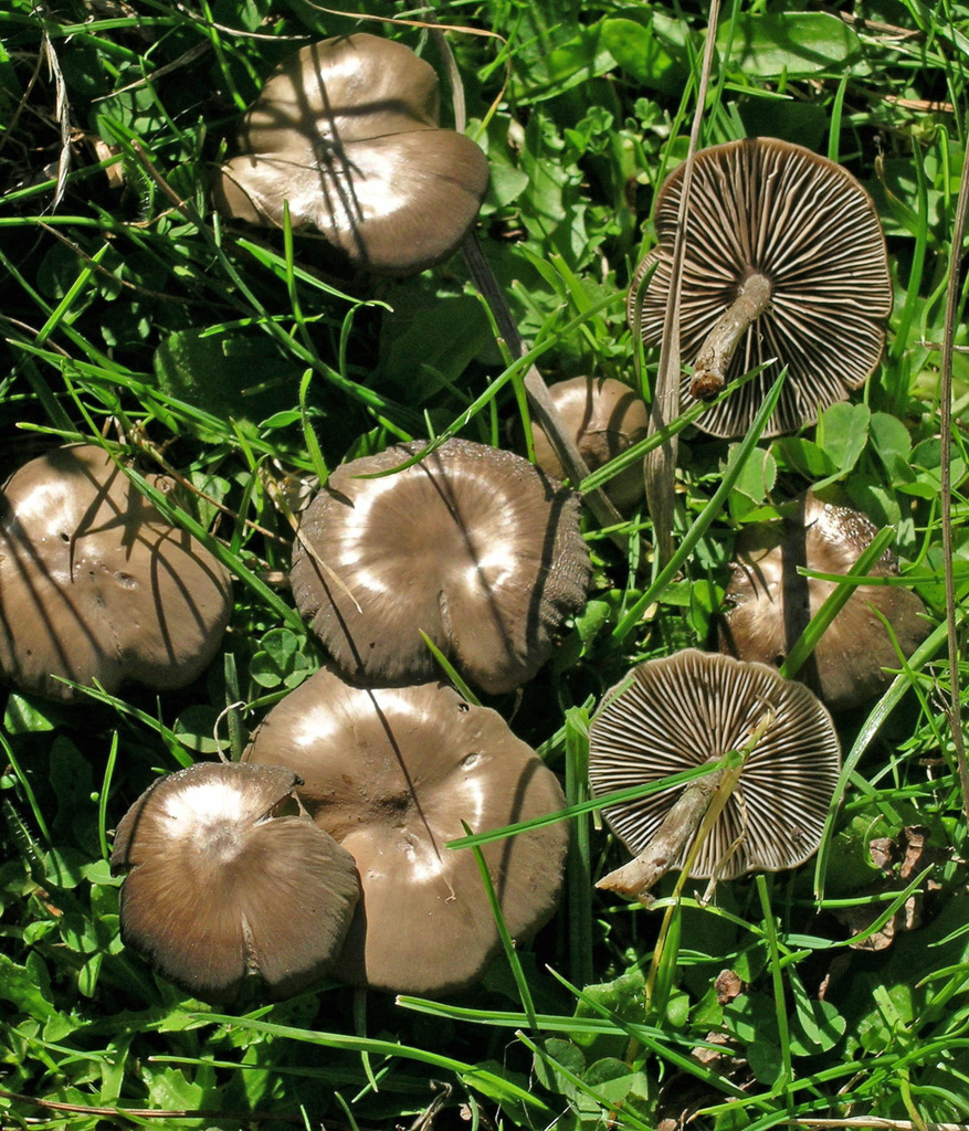 Entolome soyeux (Entoloma sericeum)