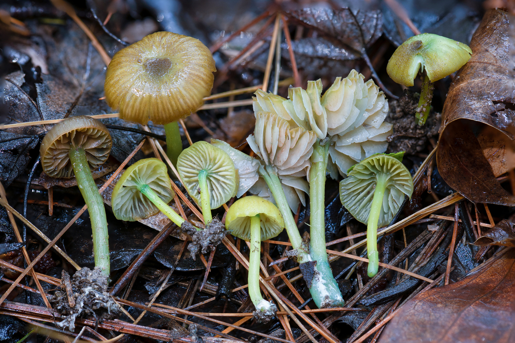 Entolome vert-de-gris (Entoloma incanum)