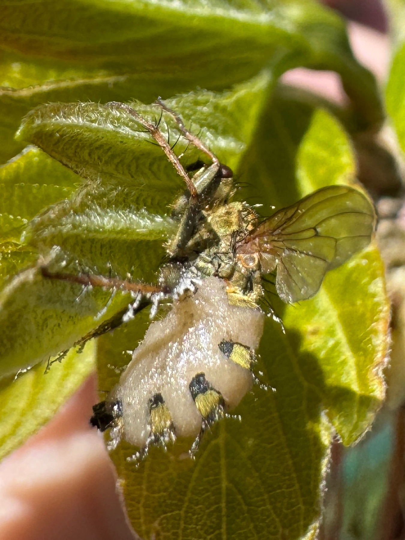 Entomophthora muscae (Entomophthora muscae)