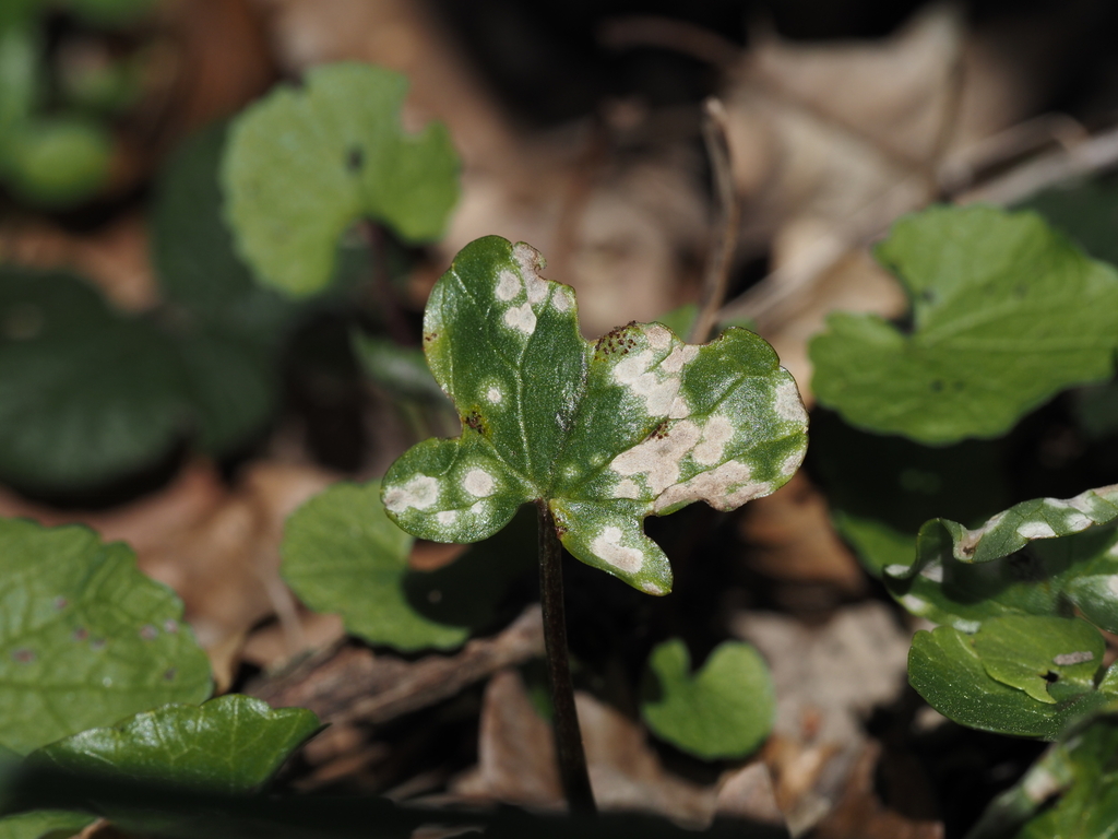 Entyloma ficariae (Entyloma ficariae)