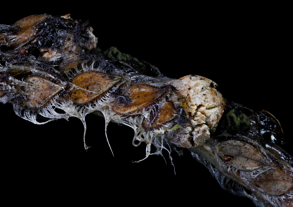 Ergot du paspalum (Claviceps paspali)