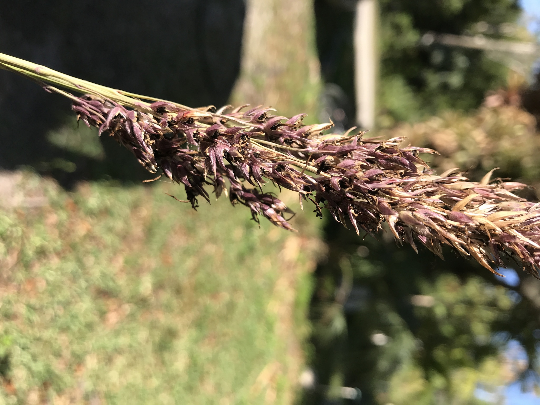 Ergot du sorgho (Claviceps africana)