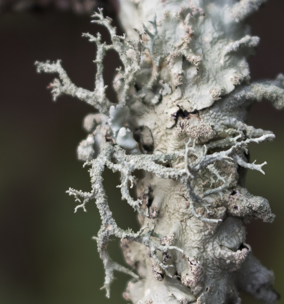 Évernie mésomorphe (Evernia mesomorpha)