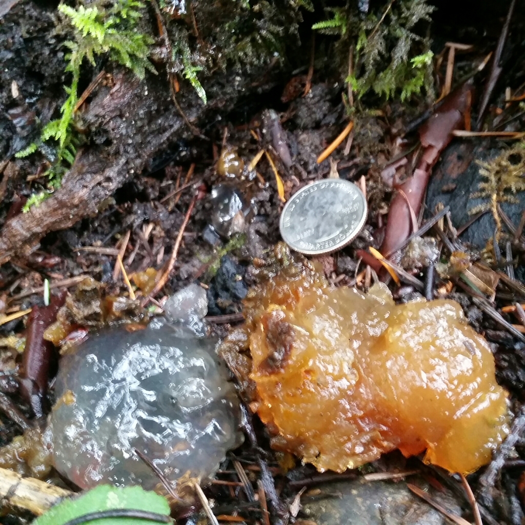 Exidie à noyaux (Myxarium nucleatum)