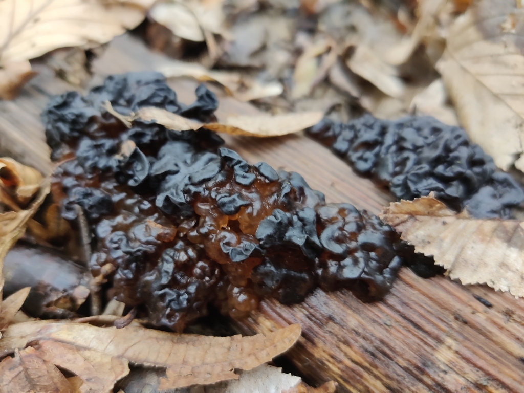 Exidie noircissante (Exidia nigricans)