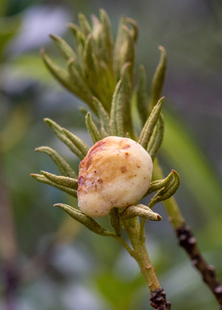 Exobasidium du rhododendron (Exobasidium rhododendri)