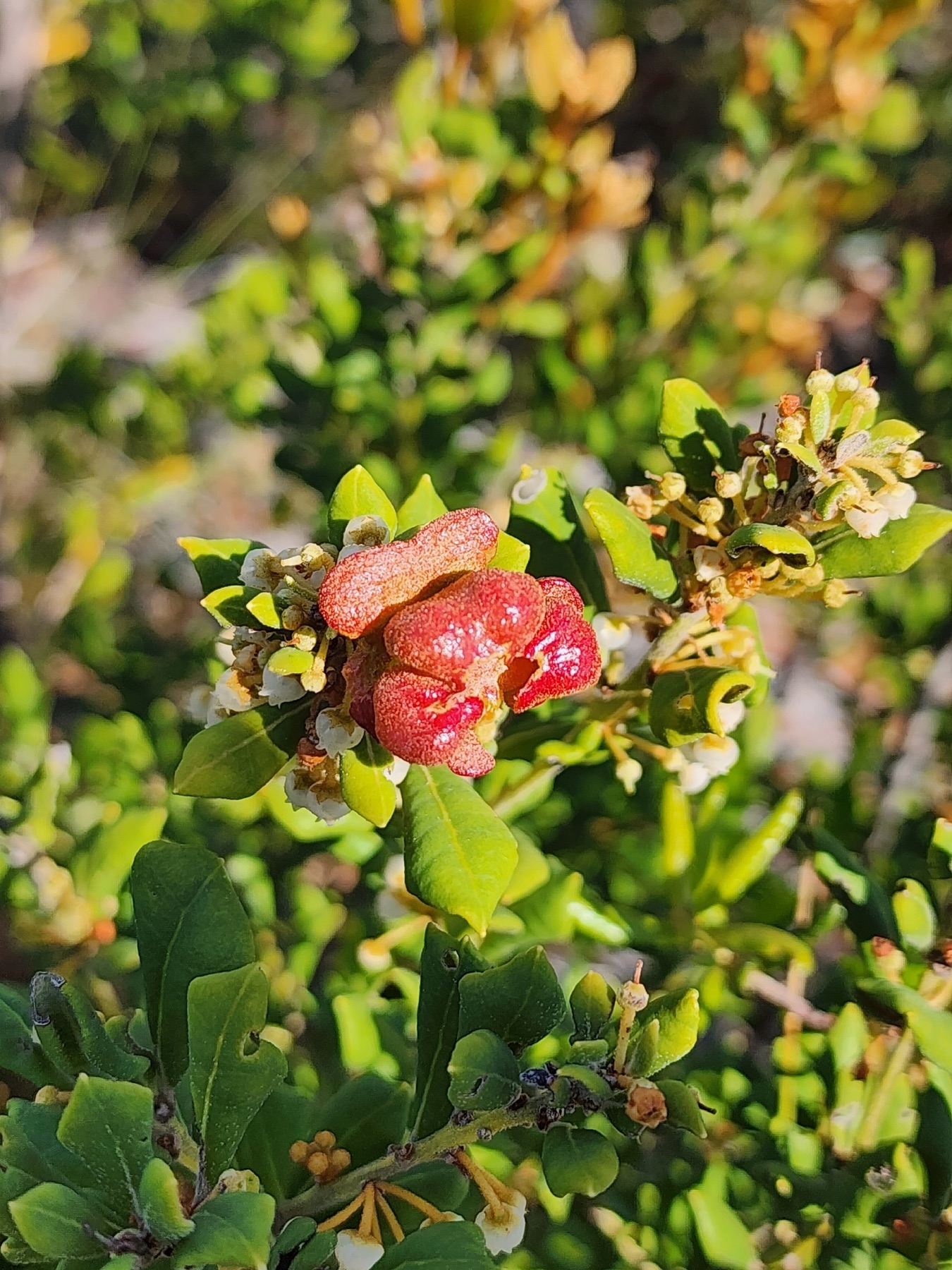 Exobasidium ferrugineae (Exobasidium ferrugineae)