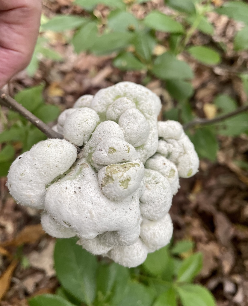 Exobasidium symploci (Exobasidium symploci)