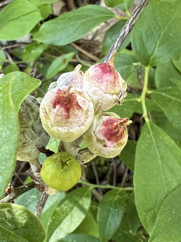 Exobasidium vaccinii (Exobasidium vaccinii)