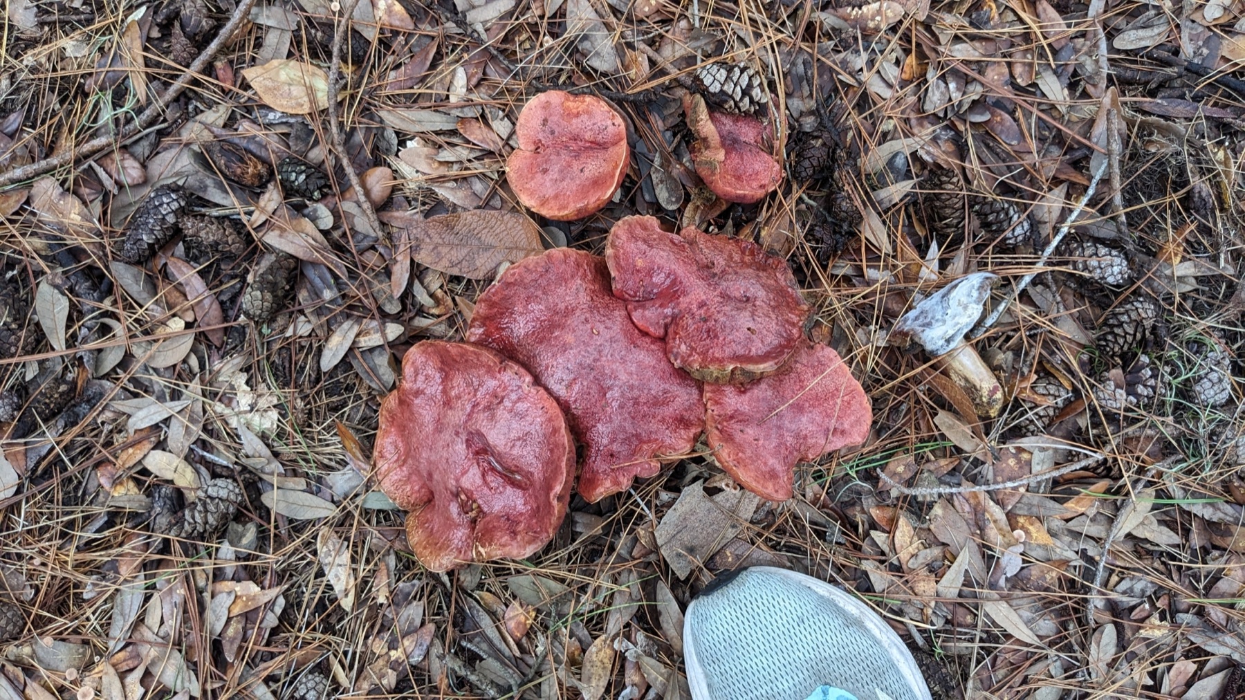 Exsudoporus floridanus (Exsudoporus floridanus)