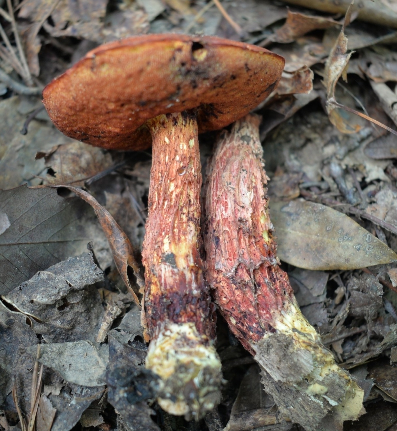 Exsudoporus frostii (Exsudoporus frostii)