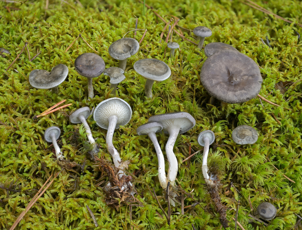 Fausse-chanterelle des bruyères (Cantharellula umbonata)