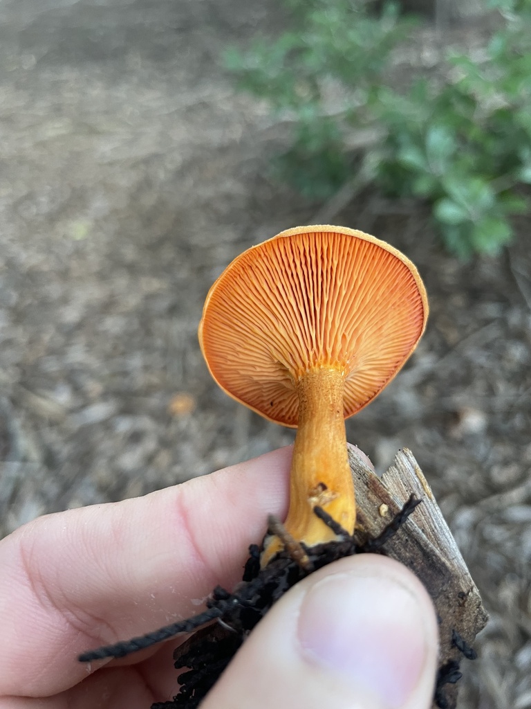 Fausse-girolle (Hygrophoropsis aurantiaca)