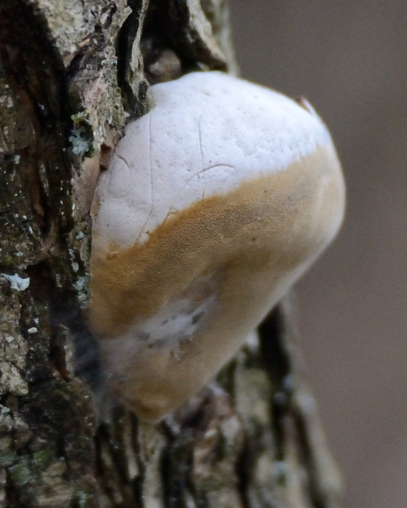 Faux amadouvier (Phellinus igniarius)