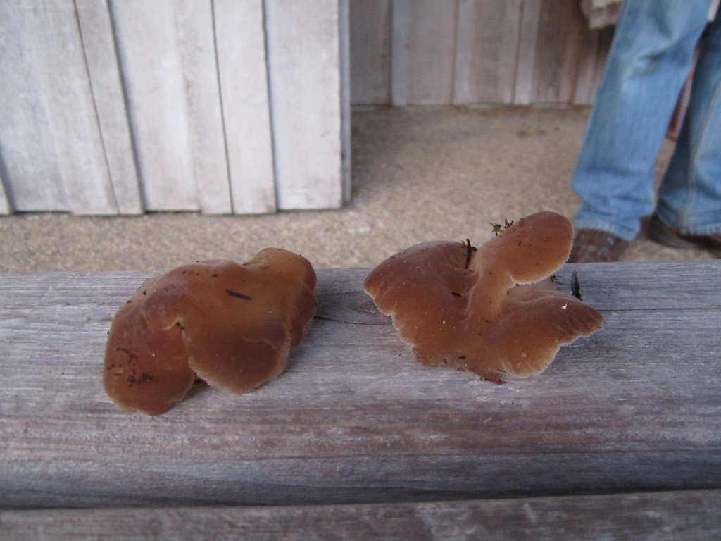 Faux hydne gélatineux (Pseudohydnum gelatinosum)