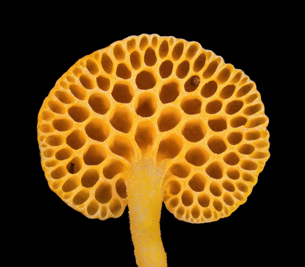 Favolaschia claudopus (Favolaschia claudopus)