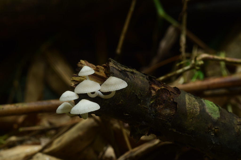 Favolaschia manipularis (Favolaschia manipularis)