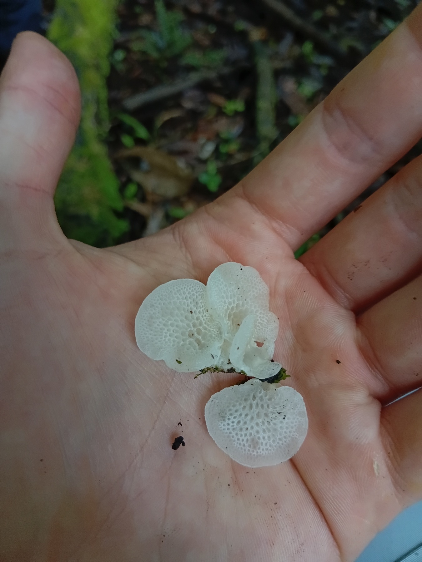 Favolaschia pustulosa (Favolaschia pustulosa)