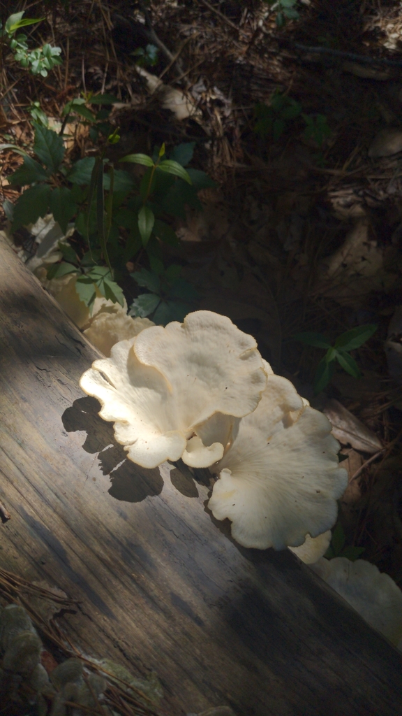 Favolus brasiliensis (Favolus brasiliensis)