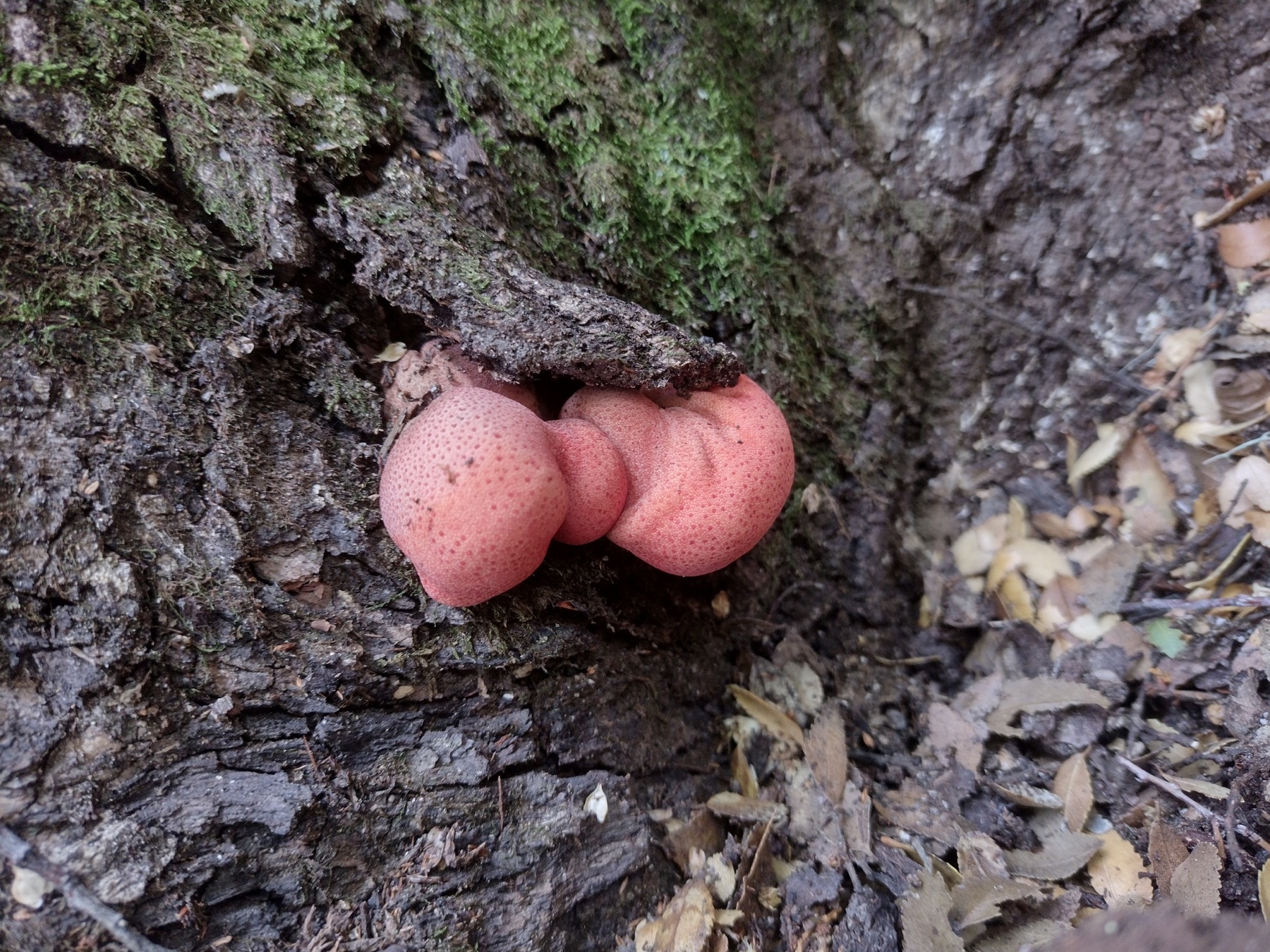 Fistulina antarctica (Fistulina antarctica)