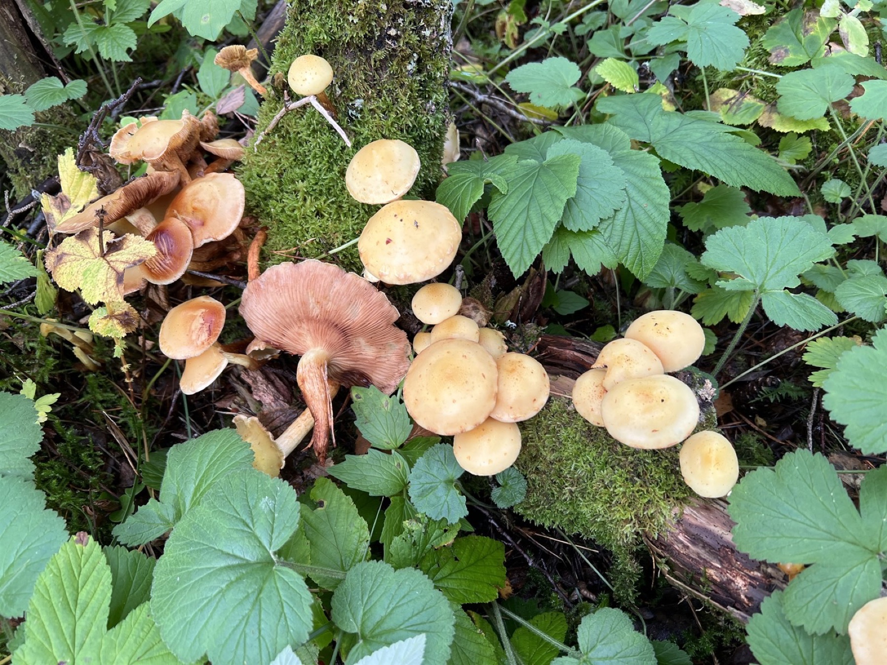 Flammule des aulnes (Flammula alnicola)