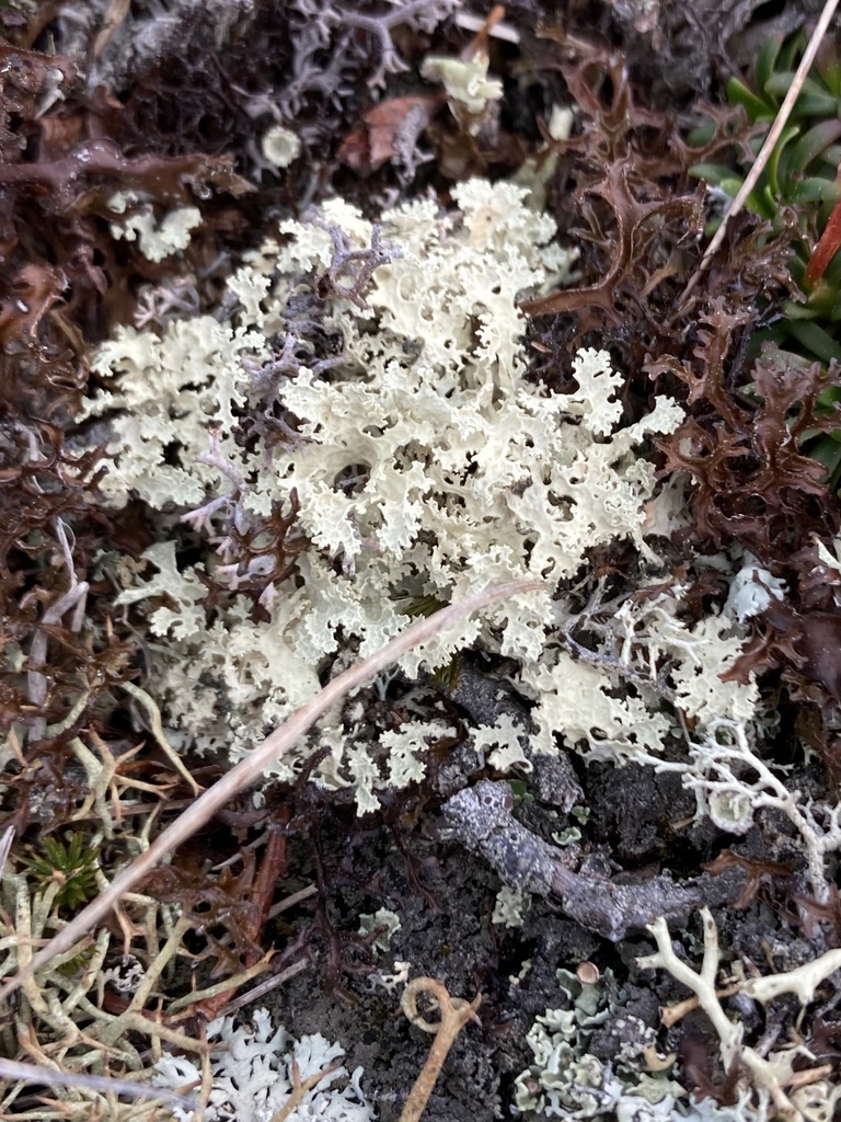 Flavocetraria nivalis (Flavocetraria nivalis)
