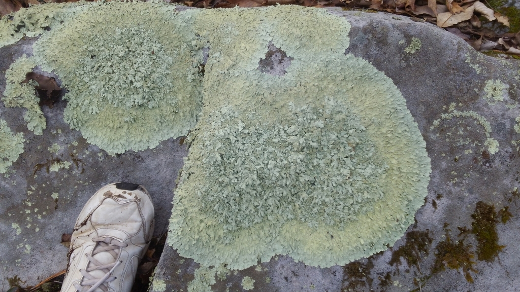 Flavoparmelia baltimorensis (Flavoparmelia baltimorensis)