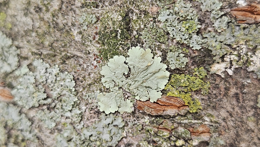 Flavoparmélie capérée (Flavoparmelia caperata)