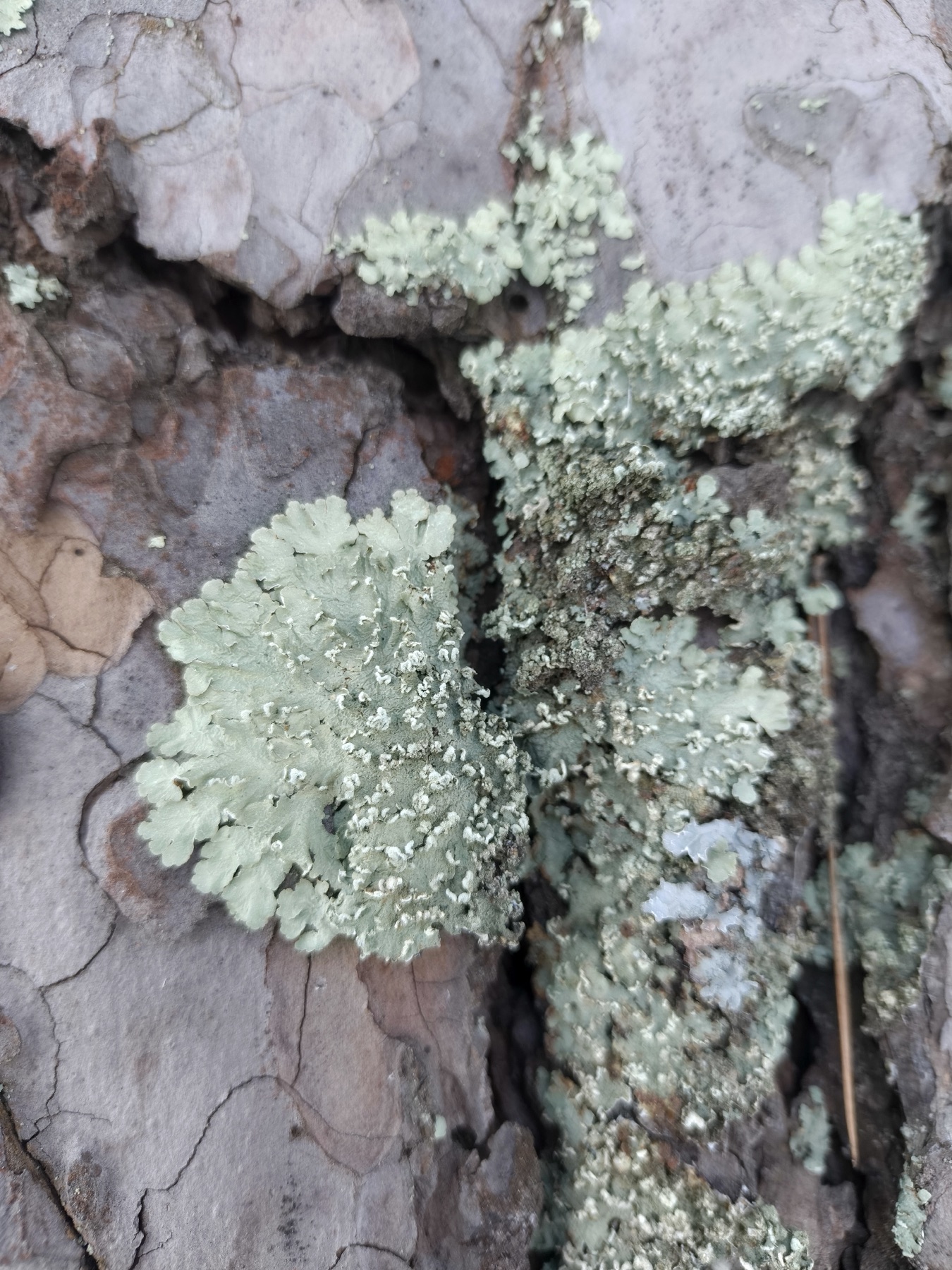 Flavopunctelia soredica (Flavopunctelia soredica)