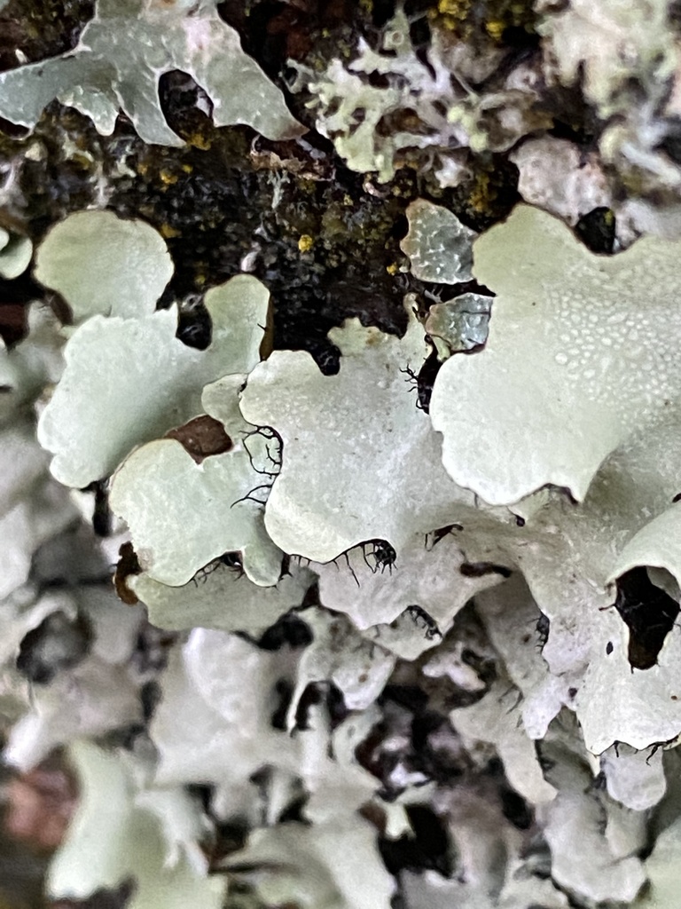 Fleur de pierre noire (Parmotrema perlatum)