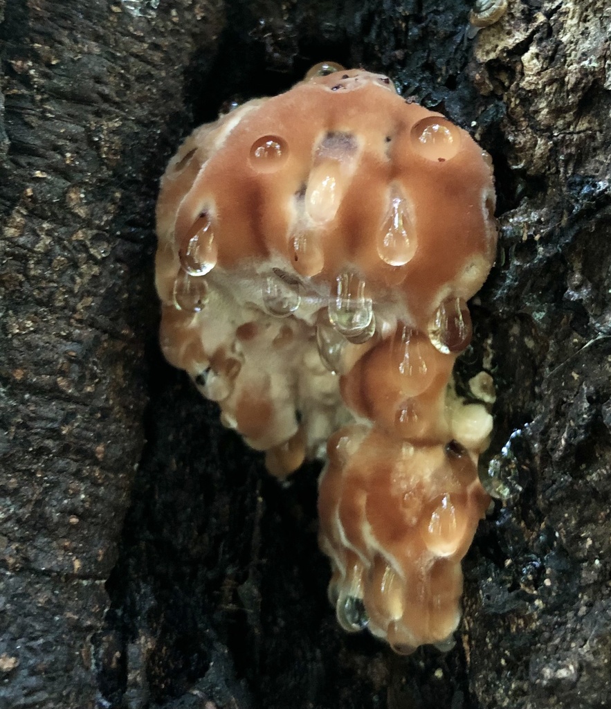 Fomès de Sprague (Fomitopsis spraguei)