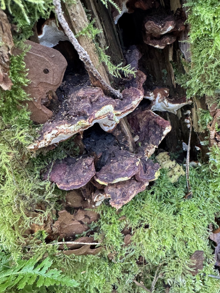 Fomes des racines (Heterobasidion annosum)