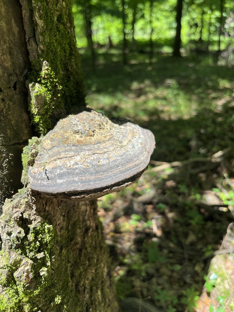 Fomes fasciatus (Fomes fasciatus)