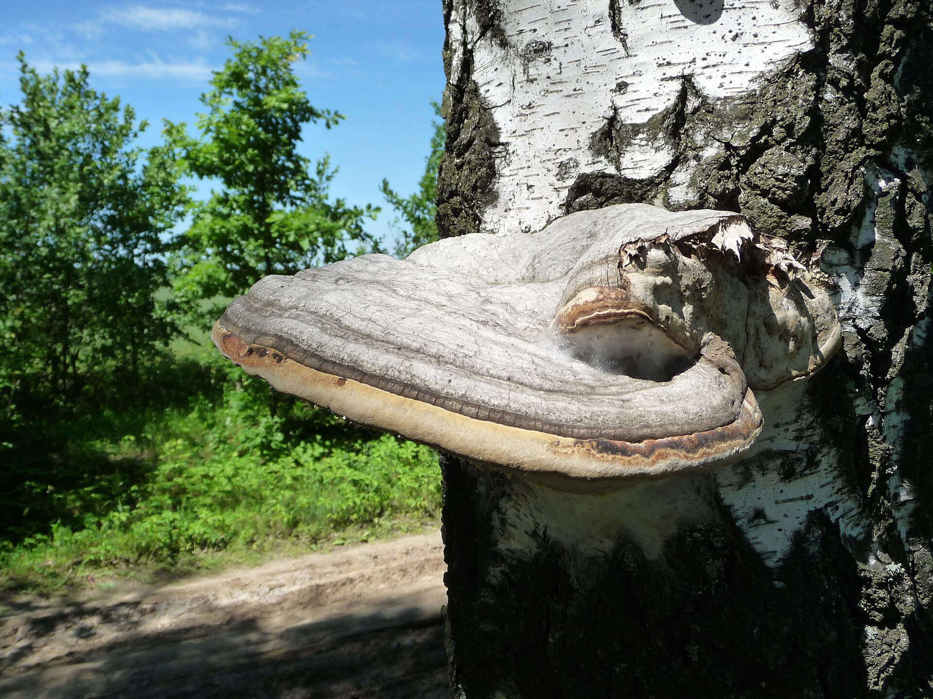 Amadouvier (Fomes fomentarius)