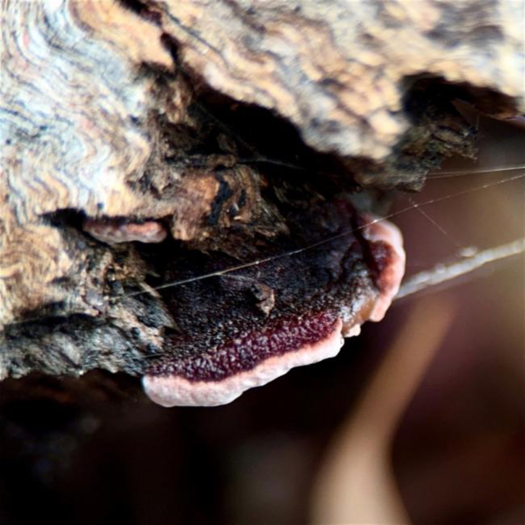 Fomitopsis lilacinogilva (Fomitopsis lilacinogilva)