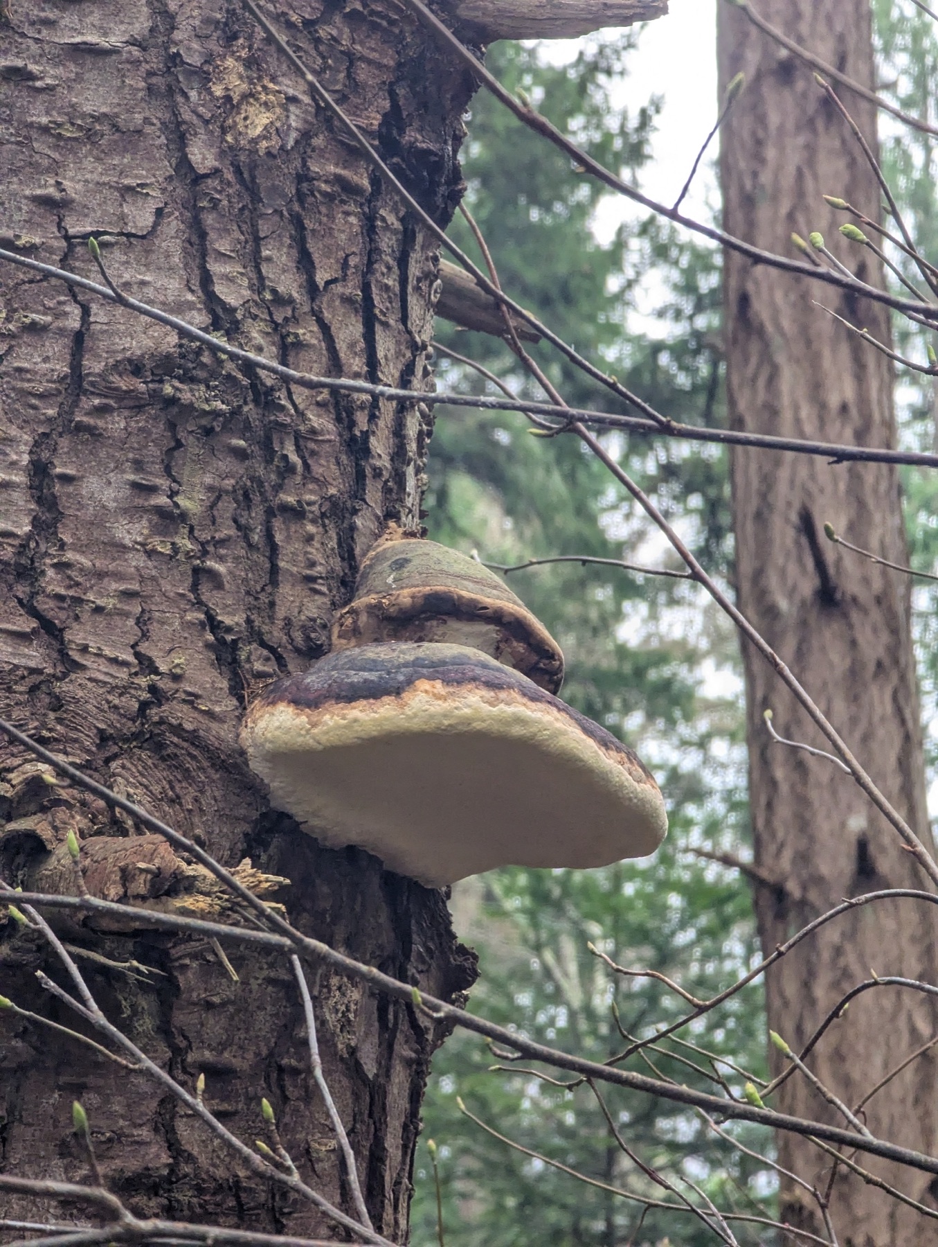 Fomitopsis ochracea (Fomitopsis ochracea)