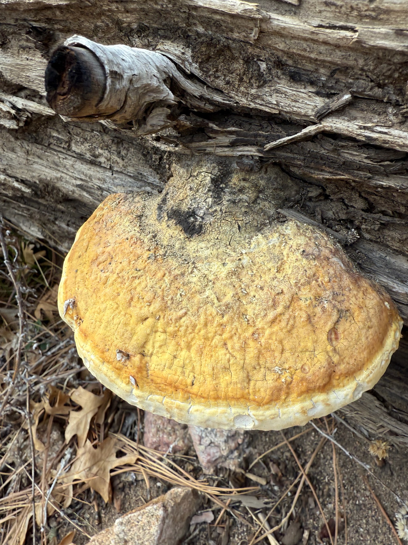 Fomitopsis schrenkii (Fomitopsis schrenkii)