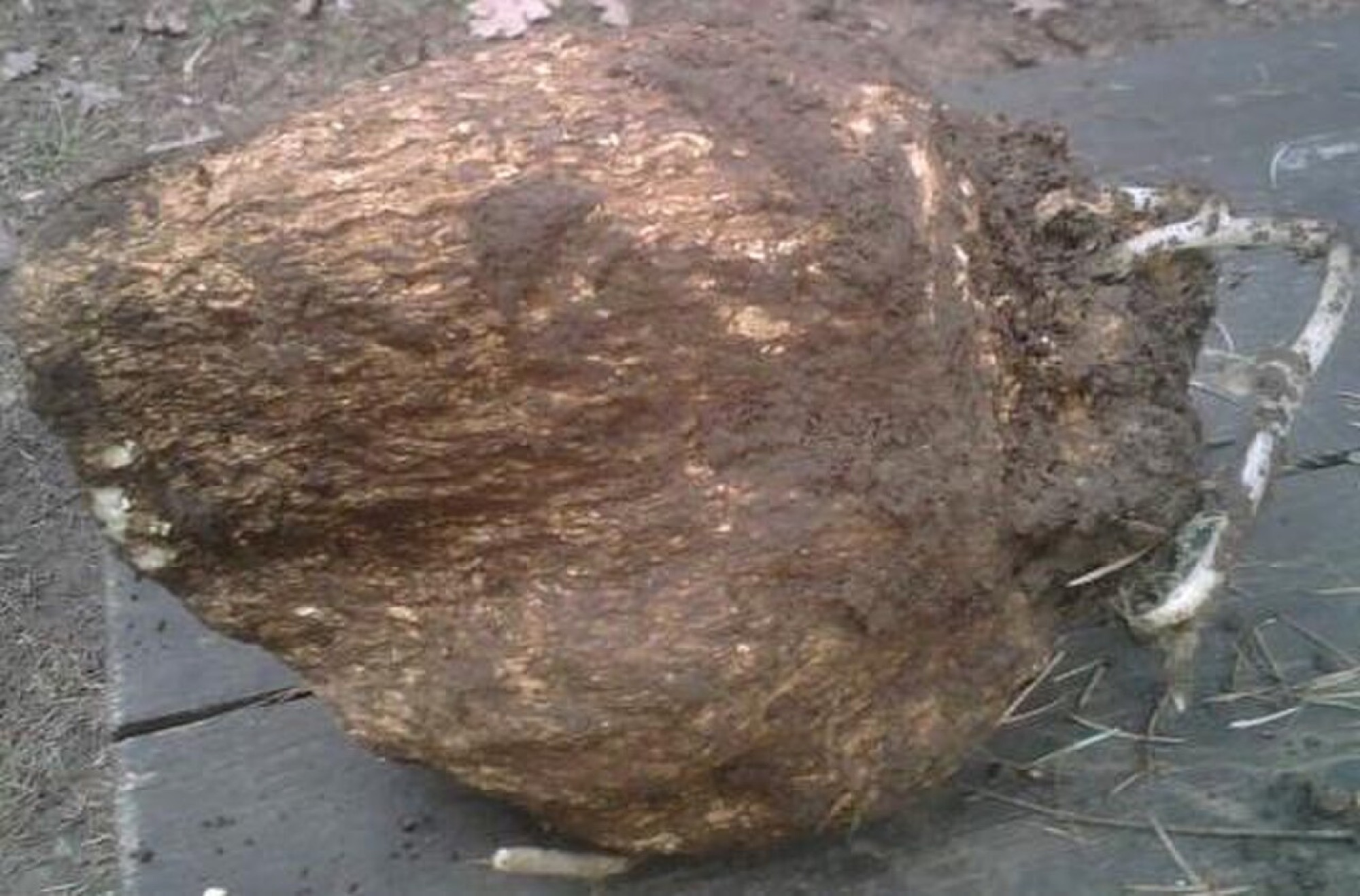 Fu-ling (Wolfiporia cocos)