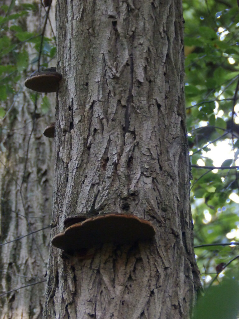 Fulvifomes robiniae (Fulvifomes robiniae)