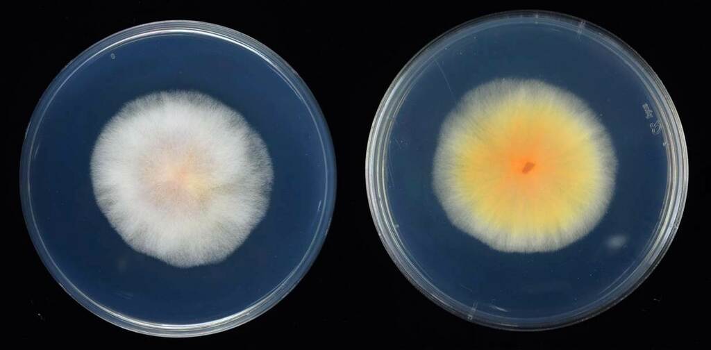 Fusarium du maïs (Fusarium verticillioides)