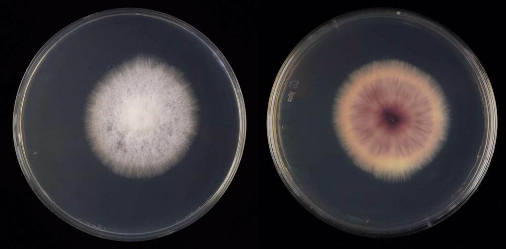 Fusarium vasculaire (Fusarium oxysporum)